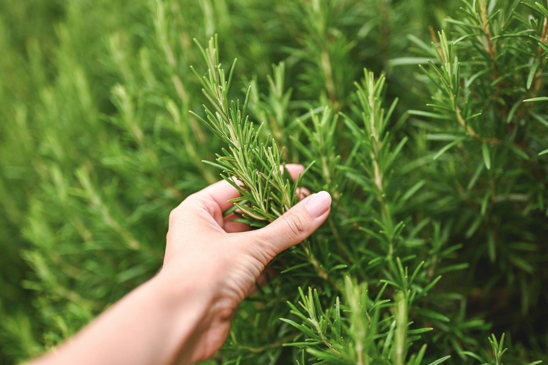 Trailing Rosemary - 1 Gallon