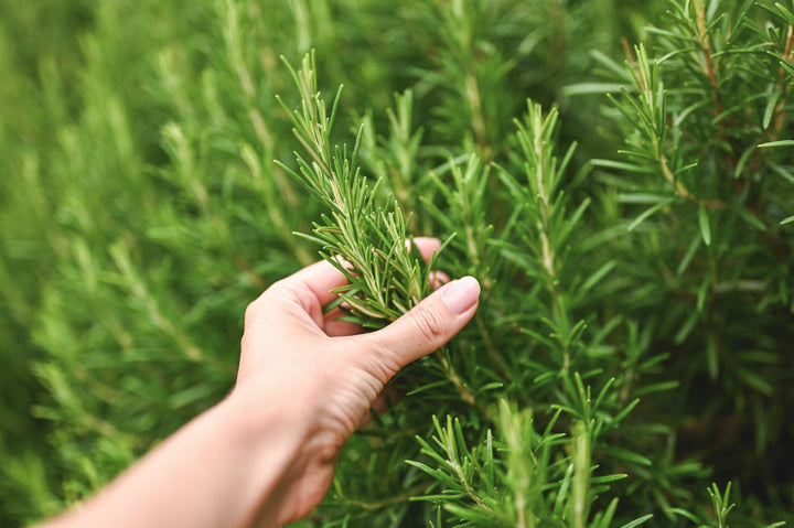 Trailing Rosemary - 1 Gallon