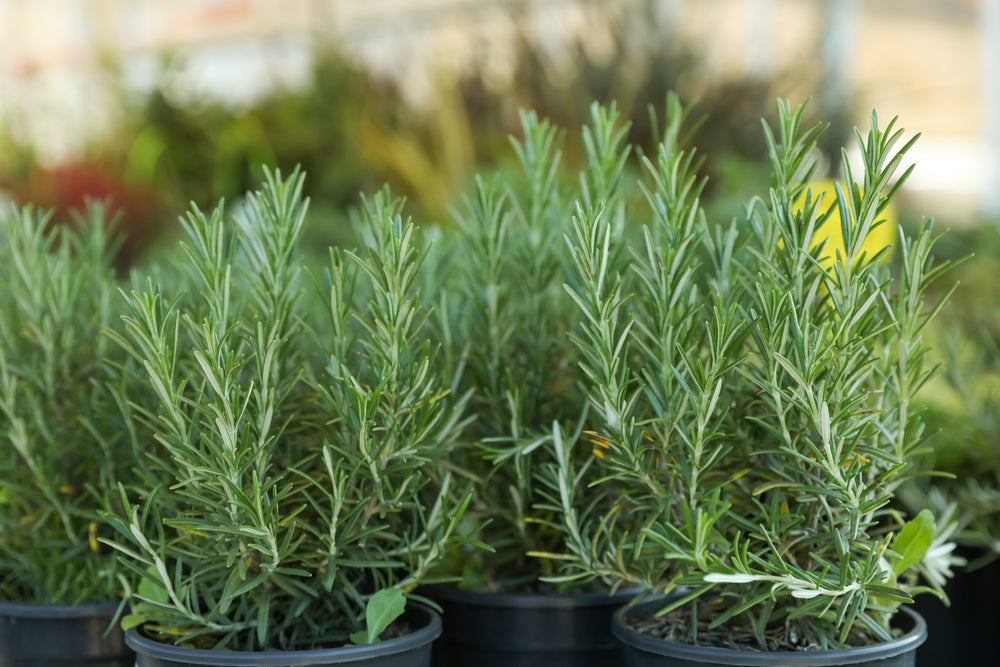 Trailing Rosemary - 1 Gallon