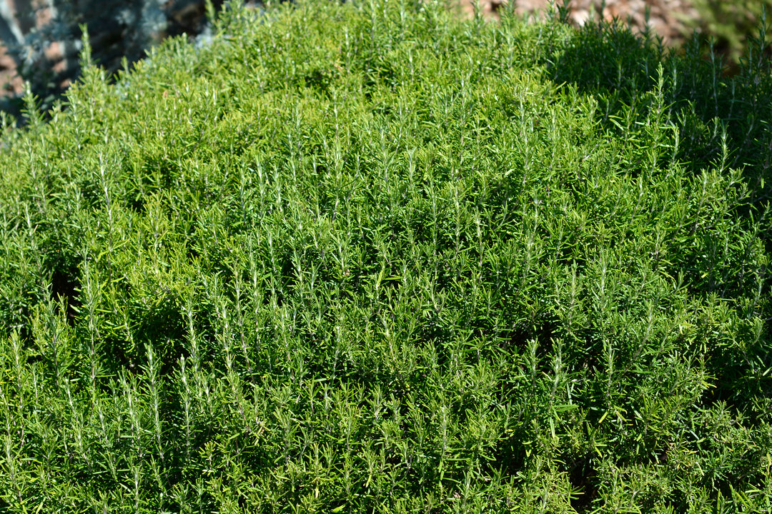 Trailing Rosemary - 1 Gallon