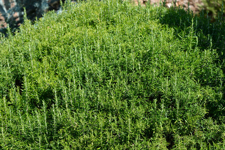 Trailing Rosemary - 1 Gallon