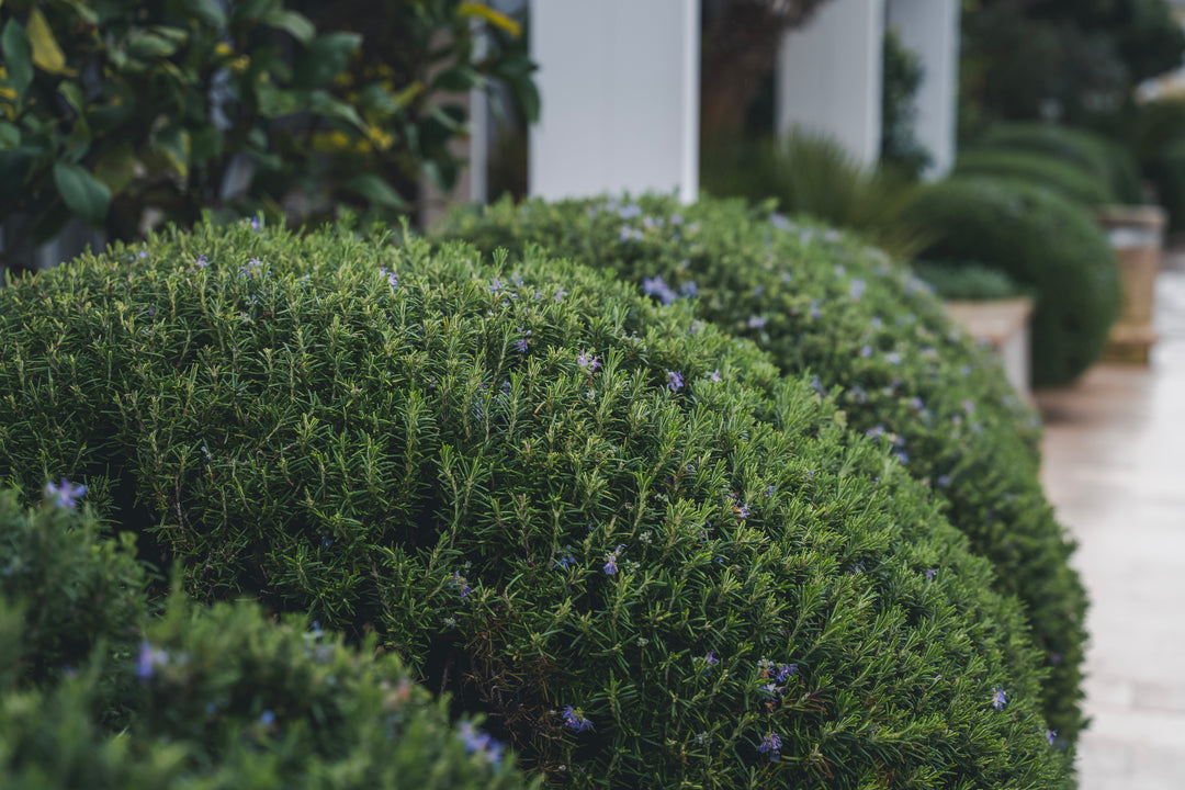 Trailing Rosemary - 1 Gallon