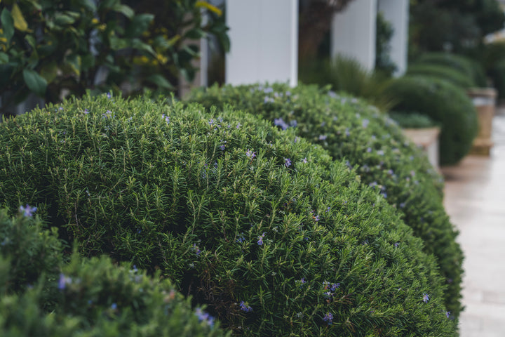 Trailing Rosemary - 1 Gallon