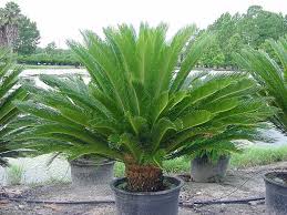 Cycas revoluta Sago Palm - 15 Gallon