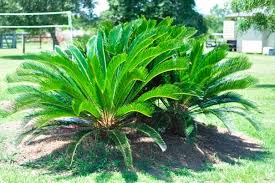 Cycas revoluta Sago Palm - 15 Gallon