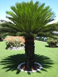 Cycas revoluta Sago Palm - 15 Gallon