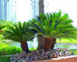 Cycas revoluta Sago Palm - 15 Gallon