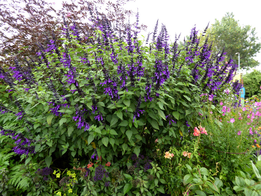 Salvia 'Amistad' Friendship Sage - 5 Gallon