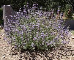  Salvia clevelandii Cleveland Sage, California Blue Sage - 5 Gallon 