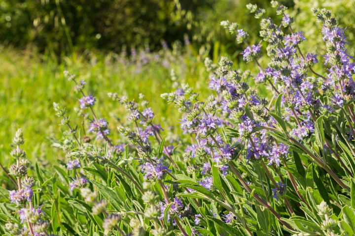  Salvia clevelandii Cleveland Sage, California Blue Sage - 5 Gallon 