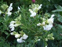 Salvia greggii 'Alba' Autumn Sage 'Alba' - 5 Gallon