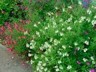 Salvia greggii 'Alba' Autumn Sage 'Alba' - 5 Gallon