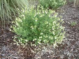 Salvia greggii 'Alba' Autumn Sage 'Alba' - 5 Gallon