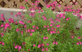 Salvia greggii 'Pink' Autumn Sage 'Pink' - 5 Gallon