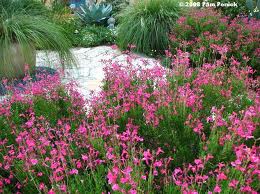 Salvia greggii 'Pink' Autumn Sage 'Pink' - 5 Gallon