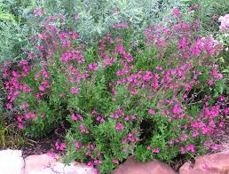 Salvia greggii 'Pink' Autumn Sage 'Pink' - 5 Gallon
