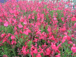 Salvia greggii 'Pink' Autumn Sage 'Pink' - 5 Gallon