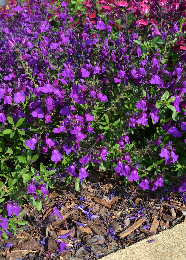 Salvia greggii Purple 'Mirage' - 5 Gallon