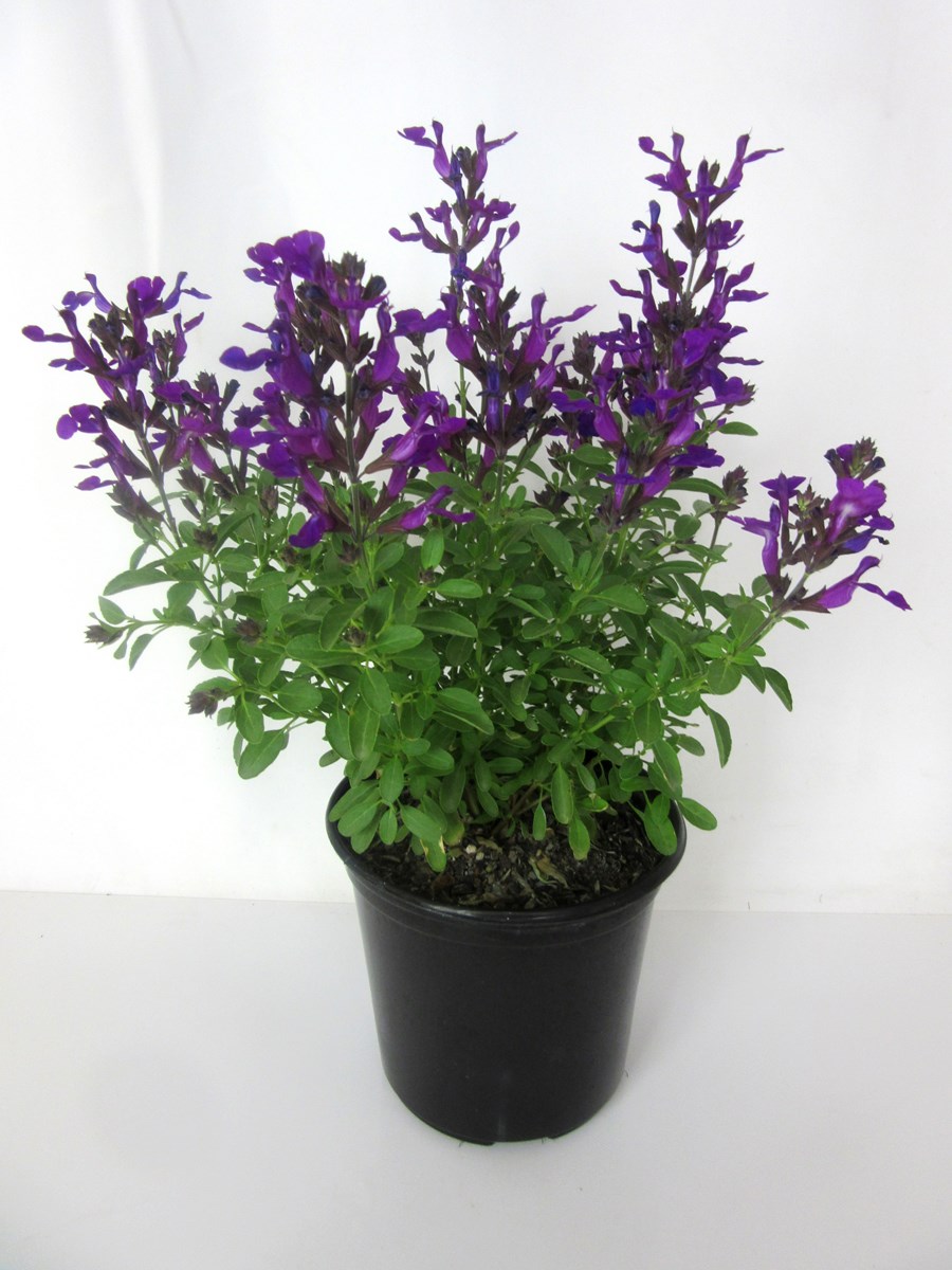 Salvia greggii Purple 'Mirage' - 5 Gallon