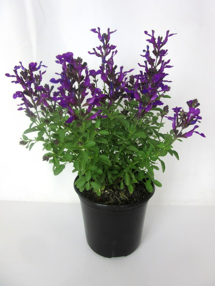 Salvia greggii Purple 'Mirage' - 5 Gallon