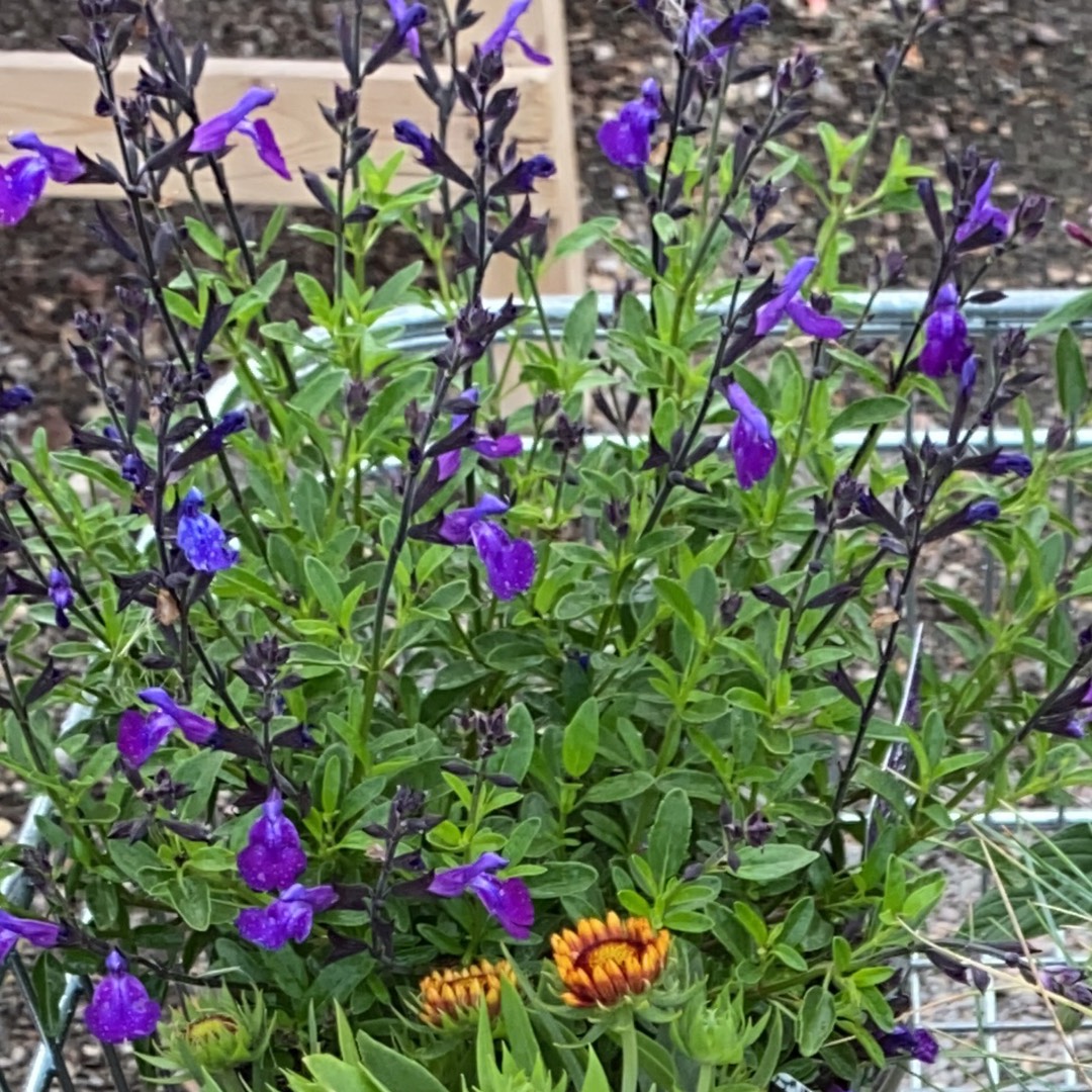 Salvia greggii Purple 'Mirage' - 5 Gallon
