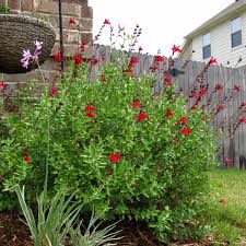 Salvia greggii 'Furman's Red' Autumn Sage 'Furman's Red' - 5 Gallon