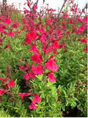 Salvia greggii 'Furman's Red' Autumn Sage 'Furman's Red' - 5 Gallon