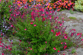 Salvia greggii 'Furman's Red' Autumn Sage 'Furman's Red' - 5 Gallon