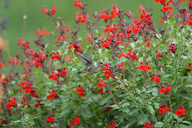 Salvia greggii 'Furman's Red' Autumn Sage 'Furman's Red' - 5 Gallon