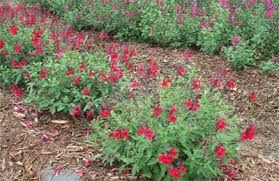 Salvia greggii 'Furman's Red' Autumn Sage 'Furman's Red' - 5 Gallon