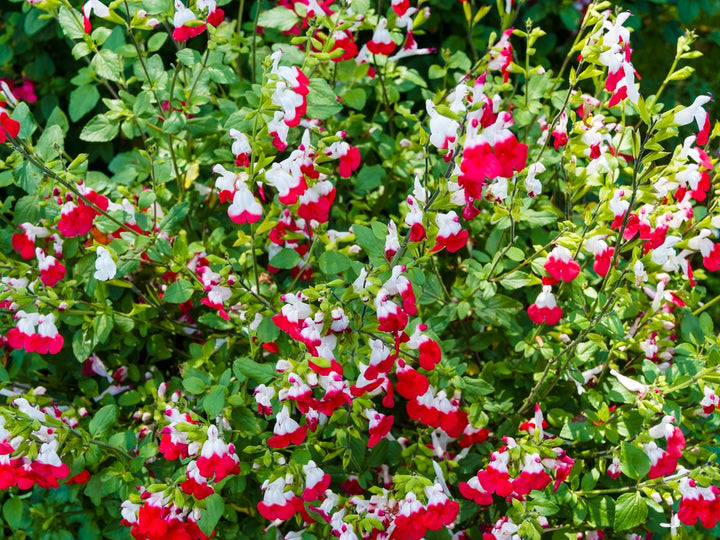 Salvia microphylla 'Hot Lips' - 5 Gallon