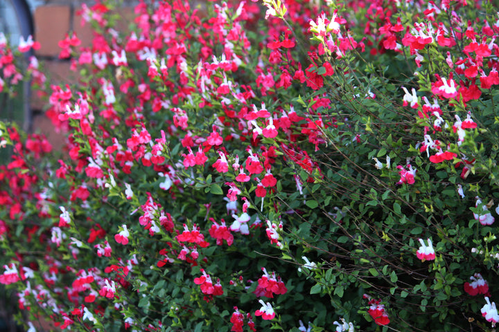 Salvia microphylla 'Hot Lips' - 5 Gallon
