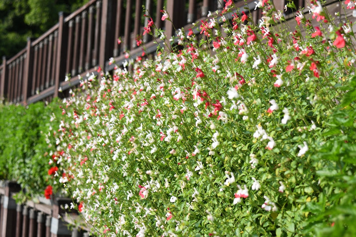 Salvia microphylla 'Hot Lips' - 5 Gallon