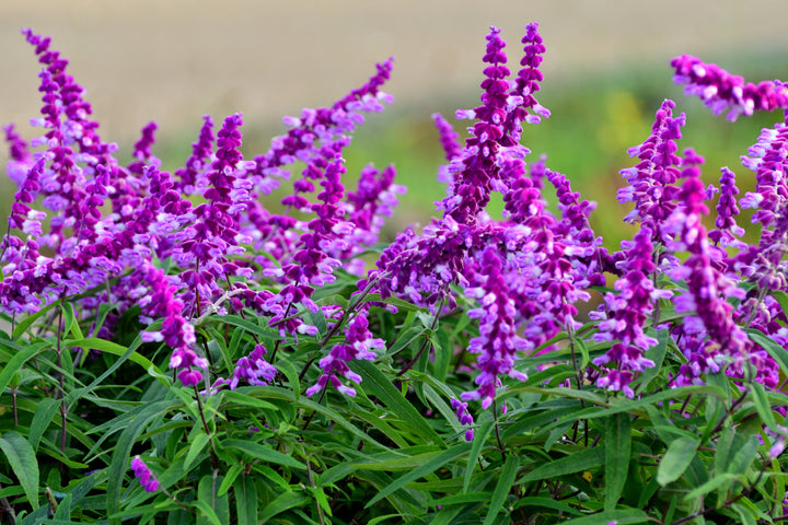 Salvia leucantha 'Midnight' ('Purple Velvet') Mexican Sage - 5 Gallon