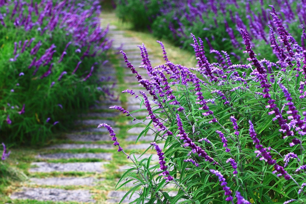 Salvia leucantha 'Midnight' ('Purple Velvet') Mexican Sage - 5 Gallon