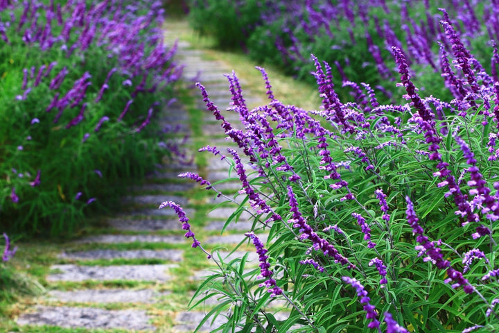 Salvia leucantha 'Midnight' ('Purple Velvet') Mexican Sage - 5 Gallon