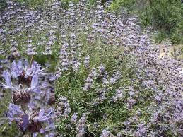 Salvia leucophylla Purple Sage, Gray Sage - 5 Gallon 