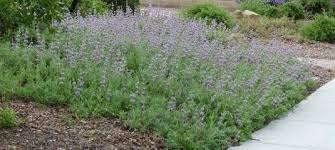 Salvia leucophylla Purple Sage, Gray Sage - 5 Gallon 