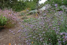 Salvia leucophylla Purple Sage, Gray Sage - 5 Gallon 