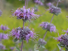 Salvia leucophylla Purple Sage, Gray Sage - 5 Gallon 