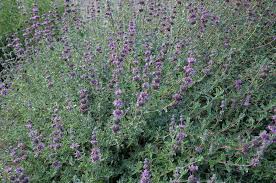 Salvia leucophylla Purple Sage, Gray Sage - 5 Gallon 