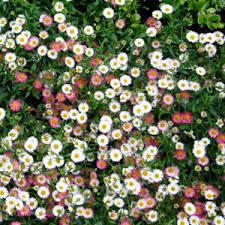 Santa Barbara Daisy - 5 Gallon