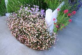 Santa Barbara Daisy - 5 Gallon