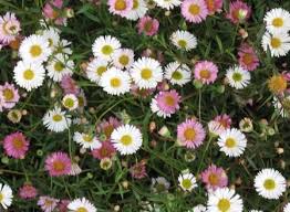 Santa Barbara Daisy - 5 Gallon