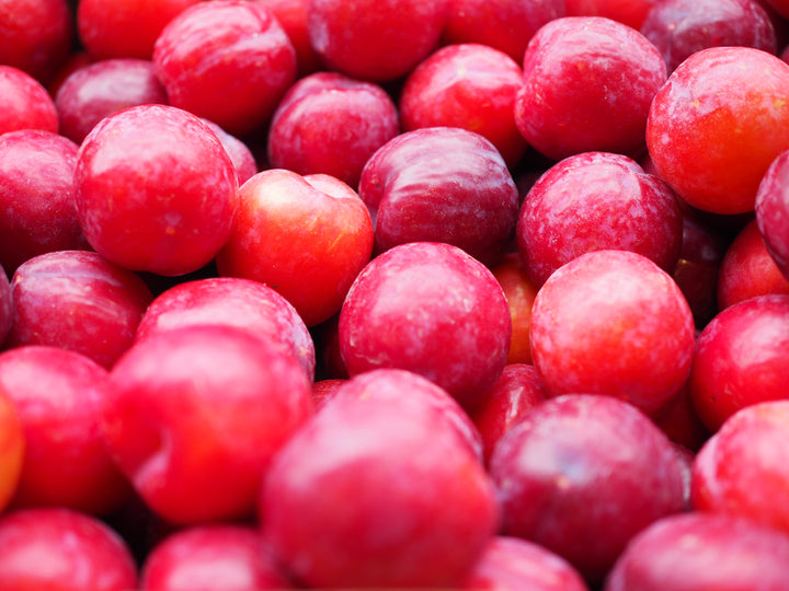 Santa Rosa Plum Tree - 15 Gallon