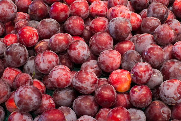 Santa Rosa Plum Tree - 15 Gallon