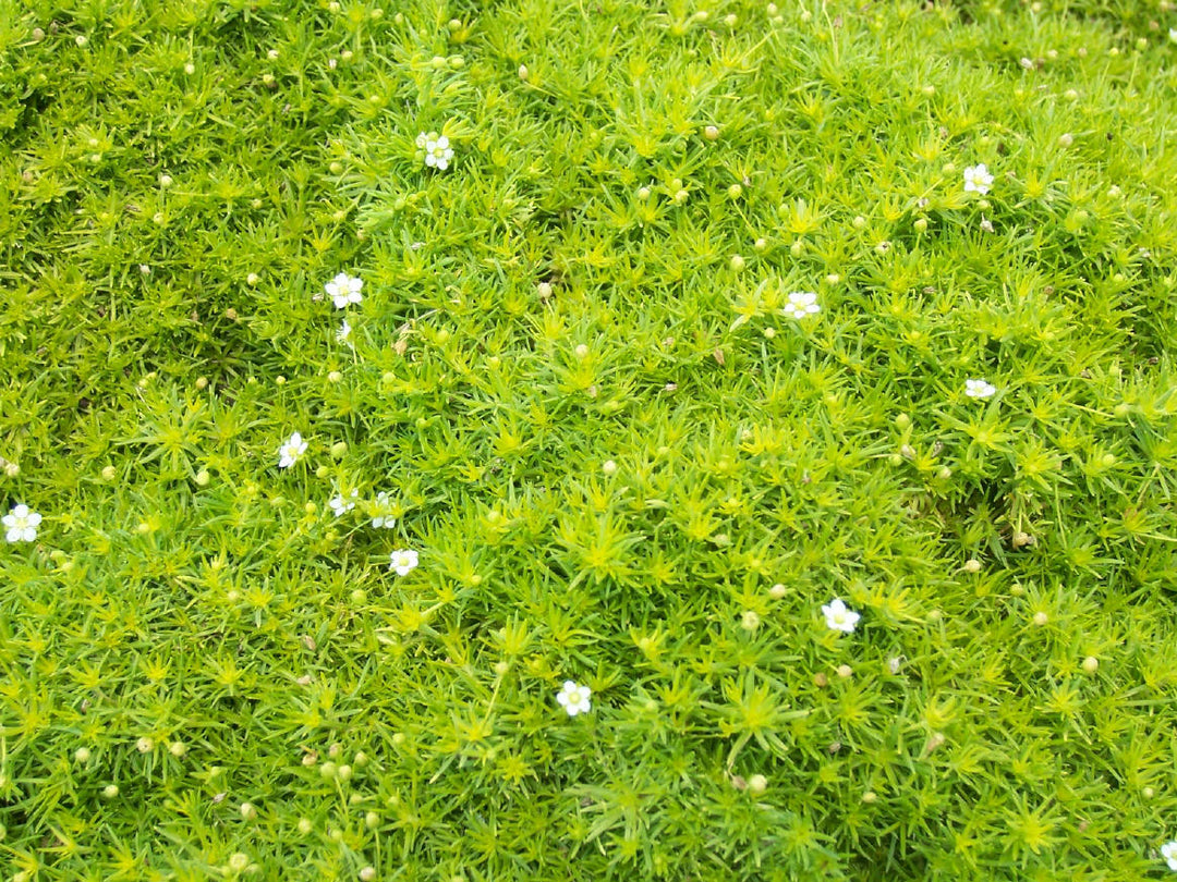 Scotch Moss - Flat