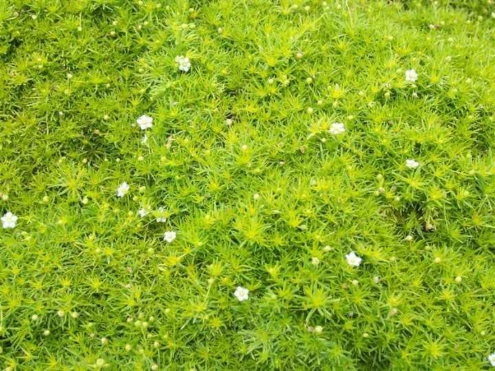 Scotch Moss - Flat