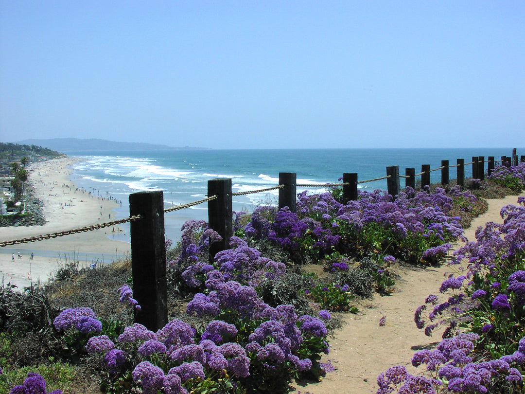Limonium Perezii (Statice Perezii) Sea Lavender - 5 Gallon