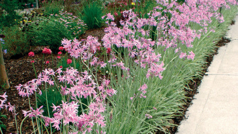 Tulbaghia violacea 'Silver Lace' variegated garlic - 1 Gallon